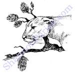 Cougar head - book illustration