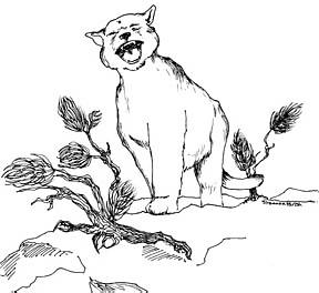 Mountain lion illustration from "Curly, Jake 'n Me" by Robert Connerly